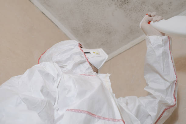 Best Preventive Mold Services in Montgomery, WV