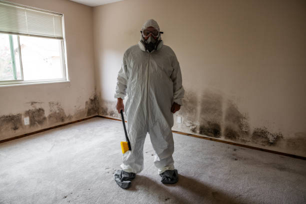 Best White Mold Remediation in Montgomery, WV