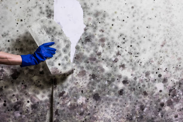Montgomery, WV Mold Remediation Company