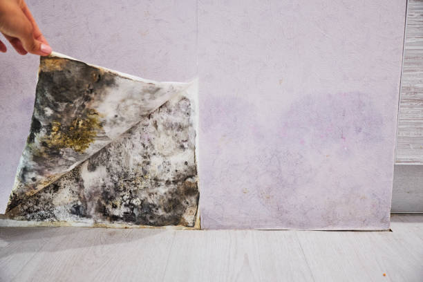 Best Residential Mold Remediation in Montgomery, WV